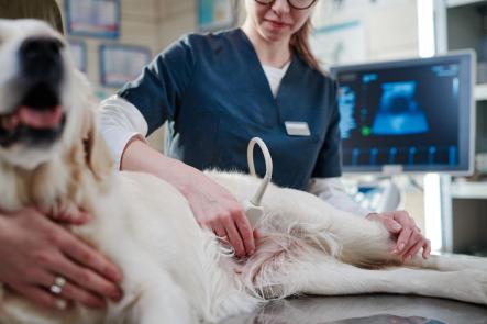 Ultraschallgeräte
für Tierärzte Ultraschallgeräte
für Tierärzte